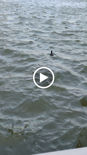 Tourist Attraction «Mandalay Canal Walk at Las Colinas», reviews and photos, 215 Mandalay Canal, Irving, TX 75039, USA