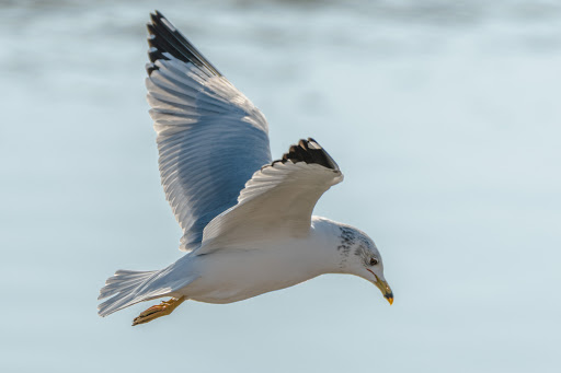 Nature Preserve «Audubon Center at Riverlands», reviews and photos, 301 Riverlands Way, West Alton, MO 63386, USA