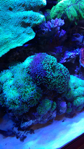 Pet Store «Total Aquariums», reviews and photos, 325 Sunrise Hwy, Lynbrook, NY 11563, USA