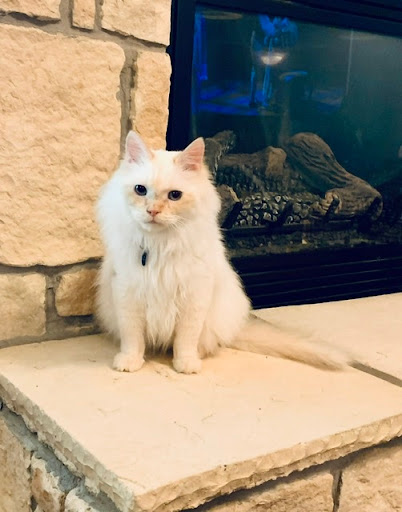 Pet Supply Store «PetSmart», reviews and photos, 3500 S Glenstone Ave, Springfield, MO 65804, USA