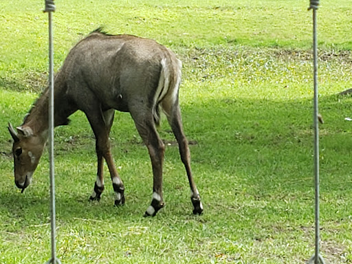 Zoo «Wilderness Trails Zoo», reviews and photos, 11721 Gera Rd, Birch Run, MI 48415, USA