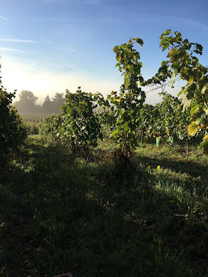 Domaine de La Roche Bleue à Marçon