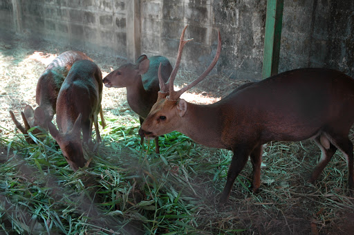 Park «Holcombe Rucker Park», reviews and photos, 280 W 155th St, New York, NY 10039, USA