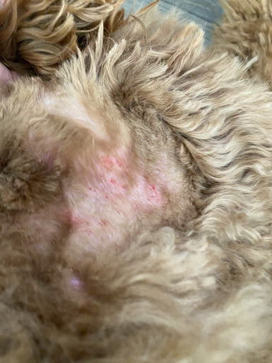 Pet Supply Store «Petco Animal Supplies», reviews and photos, 9230 Old Keene Mill Rd b, Burke, VA 22015, USA