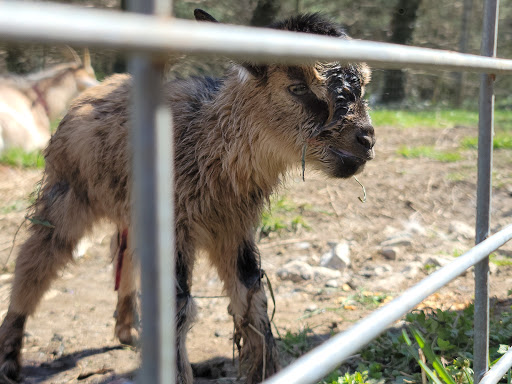 Farm «Clarks Elioak Farm LLC», reviews and photos, 10500 Clarksville Pike, Ellicott City, MD 21042, USA