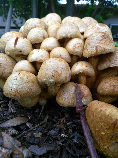 Grocery Store «Safeway», reviews and photos, 5431 Clayton Rd, Clayton, CA 94517, USA