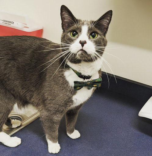 Angell at Essex image