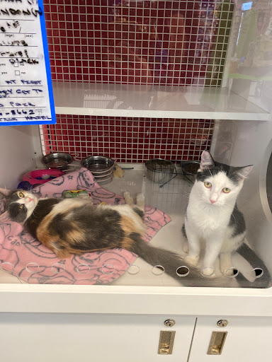 Pet Supply Store «Petco Animal Supplies», reviews and photos, 444 N Santa Cruz Ave, Los Gatos, CA 95030, USA