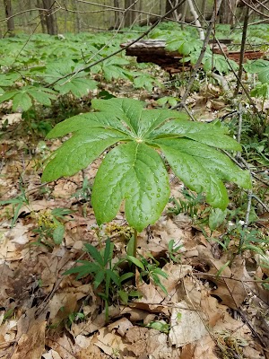Starkey Park - photo 12