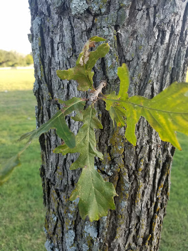 Park «Neighborhood Park - Frank Beverly Park», reviews and photos, 7112 Quarry Chase Trail, Plano, TX 75025, USA