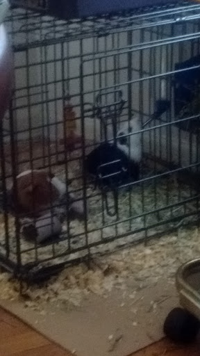 Pet Supply Store «M & M Pet Supplies Inc», reviews and photos, 15625 E Warren Ave, Detroit, MI 48224, USA