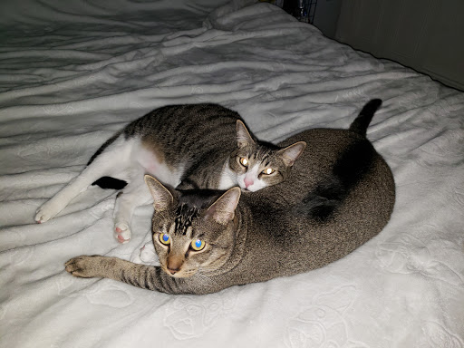 Pet Supply Store «Pet Supplies Plus», reviews and photos, 4923 Sheridan St, Hollywood, FL 33021, USA