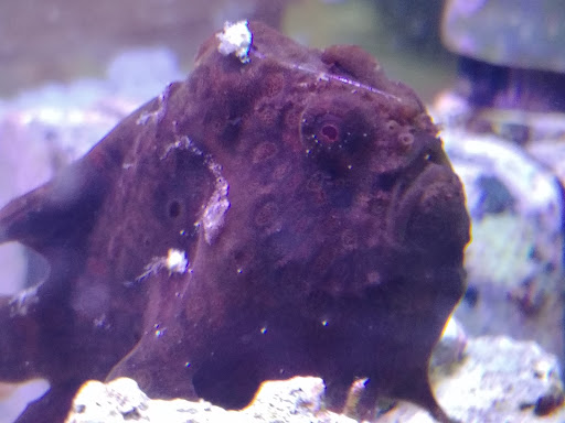 Pet Store «Zoo Pet Center», reviews and photos, 828 Washington St, Peekskill, NY 10566, USA