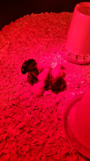 Pet Supply Store «Western Feed & Pet Supply», reviews and photos, 8980 Greenback Ln, Orangevale, CA 95662, USA