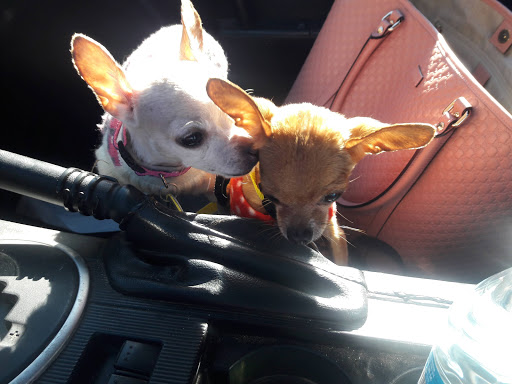 Pet Supply Store «Petco Animal Supplies», reviews and photos, 3194 FM407, Highland Village, TX 75077, USA