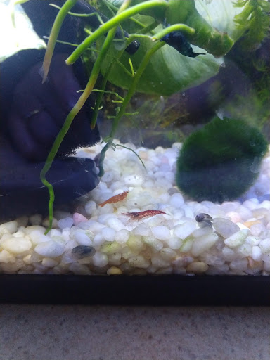 Pet Store «Pet Cove», reviews and photos, 820 E Center St, Kingsport, TN 37660, USA