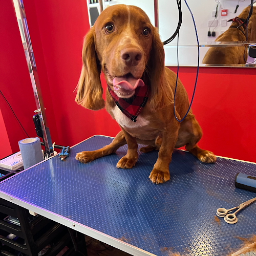 Reviews of The Barking Barber in Belfast - Dog trainer