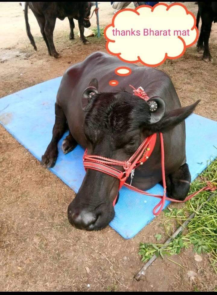 भारत इंटरप्राइजेज, मंडी आदमपुर (पशुओं के मैट, गद्दे व मच्छरदानी)