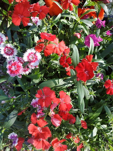 Avaliações doQuatrim Flor - Laura Tomé em Olhão - Floricultura