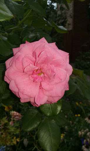 Park «Welles Park», reviews and photos, 2333 W Sunnyside Ave, Chicago, IL 60625, USA