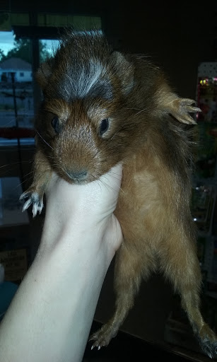 Pet Store «Pet Cove», reviews and photos, 820 E Center St, Kingsport, TN 37660, USA