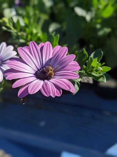 Florist «Cambria Nursery & Florist», reviews and photos, 2801 Eton Rd, Cambria, CA 93428, USA