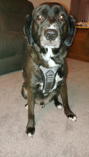 Pet Supply Store «PetSmart», reviews and photos, 540 New York Ave, Lyndhurst, NJ 07071, USA