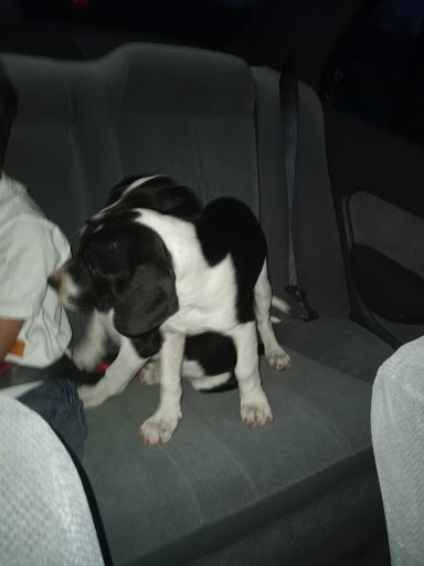 Pet Supply Store «Pet Supermarket», reviews and photos, 11160 Panama City Beach Pkwy #402, Panama City Beach, FL 32407, USA