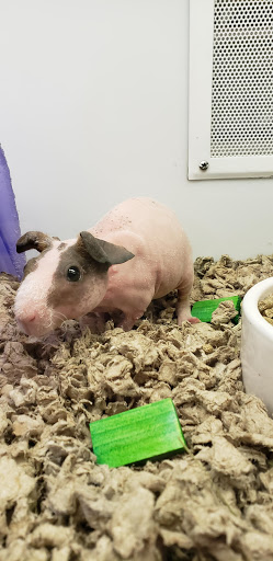 Pet Supply Store «Petco Animal Supplies», reviews and photos, 21178 E Ocotillo Rd, Queen Creek, AZ 85142, USA