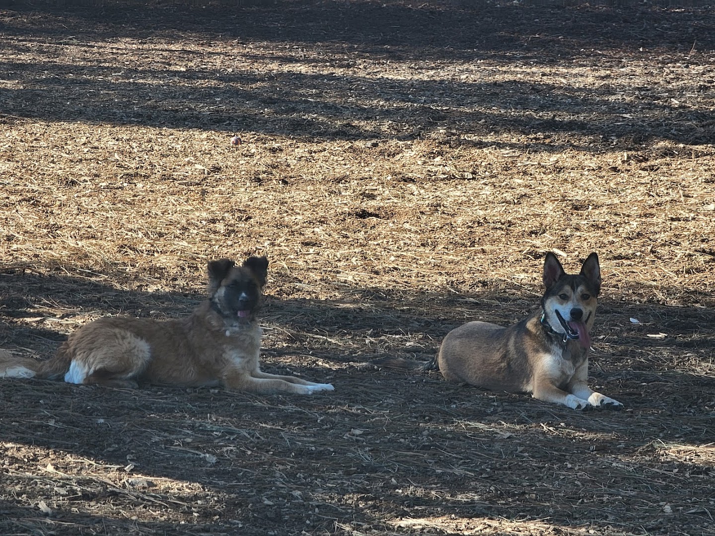 GCSD Dog Park