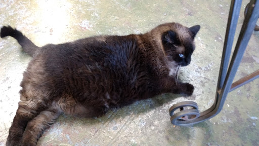 Florist «Green Acres Garden Center & Florist», reviews and photos, 1917 W 4th St, Coffeyville, KS 67337, USA