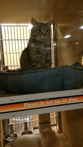 Pet Supply Store «PetSmart», reviews and photos, 10460 Town Center Dr, Westminster, CO 80021, USA