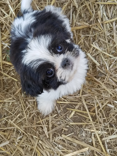 Pet Groomer «Tidy Dog Pet Supply & Salon», reviews and photos, 2612 Lebanon Pike A, Nashville, TN 37214, USA