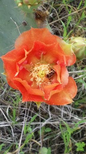 Park «Government Canyon State Natural Area», reviews and photos, 12861 Galm Rd, San Antonio, TX 78254, USA