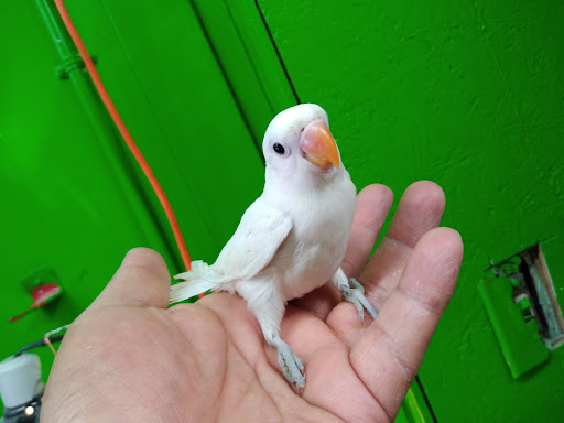 Pet Store «Inez Pet Shop», reviews and photos, 3825 Whittier Blvd, Los Angeles, CA 90023, USA