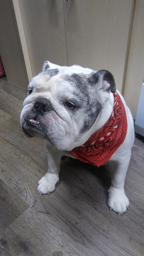 Pet Supply Store «Paws In The Park», reviews and photos, 17833 1st Avenue South, Seattle, WA 98148, USA