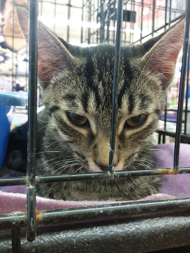 Pet Supply Store «Petco Animal Supplies», reviews and photos, 364 Randall Rd, South Elgin, IL 60177, USA