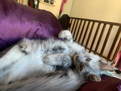 Les vacances de minou à Lyon