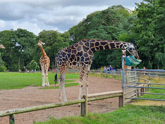 Fota Wildlife Park