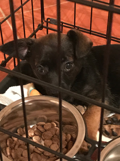 Pet Store «Double M Feed Garden & Pet Supply», reviews and photos, 1121 Gause Blvd, Slidell, LA 70458, USA