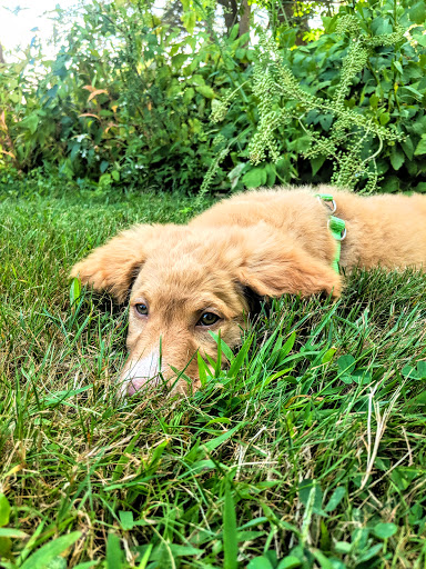 History Museum «Eustis Estate Museum and Study Center», reviews and photos, 1424 Canton Ave, Milton, MA 02186, USA