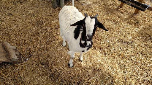 Gun Shop «Gale Force Guns», reviews and photos, 2198 Caratoke Hwy, Moyock, NC 27958, USA