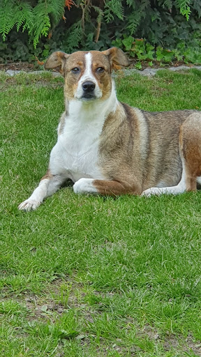 Tieraugenzentrum am Neckar unter Dossenheim, Baden Württemberg