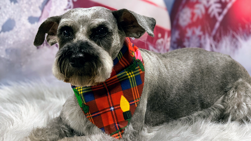 Glamour Pet Shop & Grooming, 11401 Elam Rd, Balch Springs, TX 75180, USA, 