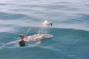 Amakusa Dolphin Watch Tourist Information Center image