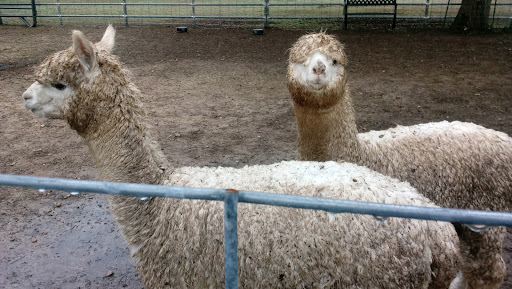 Tourist Attraction «Wimberley Zipline Adventures», reviews and photos, 300 Winn Valley Dr, Wimberley, TX 78676, USA