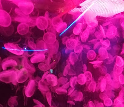 Acuario Michin Puebla photo