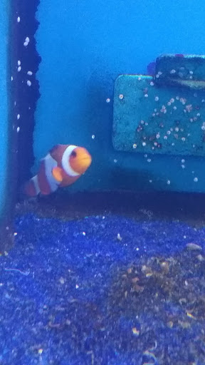 Pet Store «Pets Plus - Quakertown», reviews and photos, 117 S West End Blvd, Quakertown, PA 18951, USA