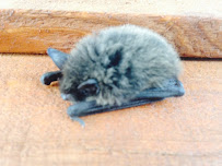 Varmint Gone Anchorage - Photo 6 - Car repair in Wasilla, AK, Anchorage