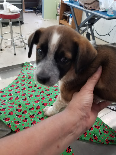 Pet Groomer «Tidy Dog Pet Supply & Salon», reviews and photos, 2612 Lebanon Pike A, Nashville, TN 37214, USA